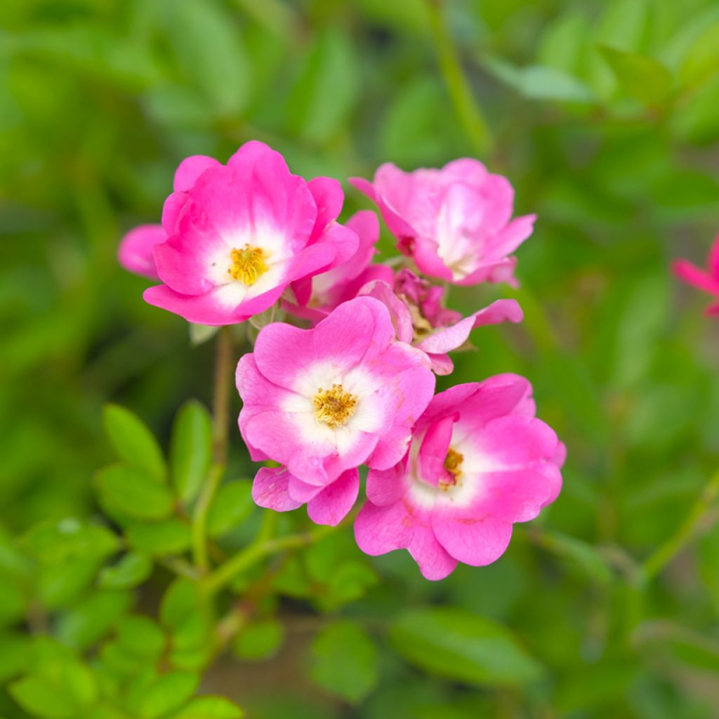 Roseira antiga Mozart