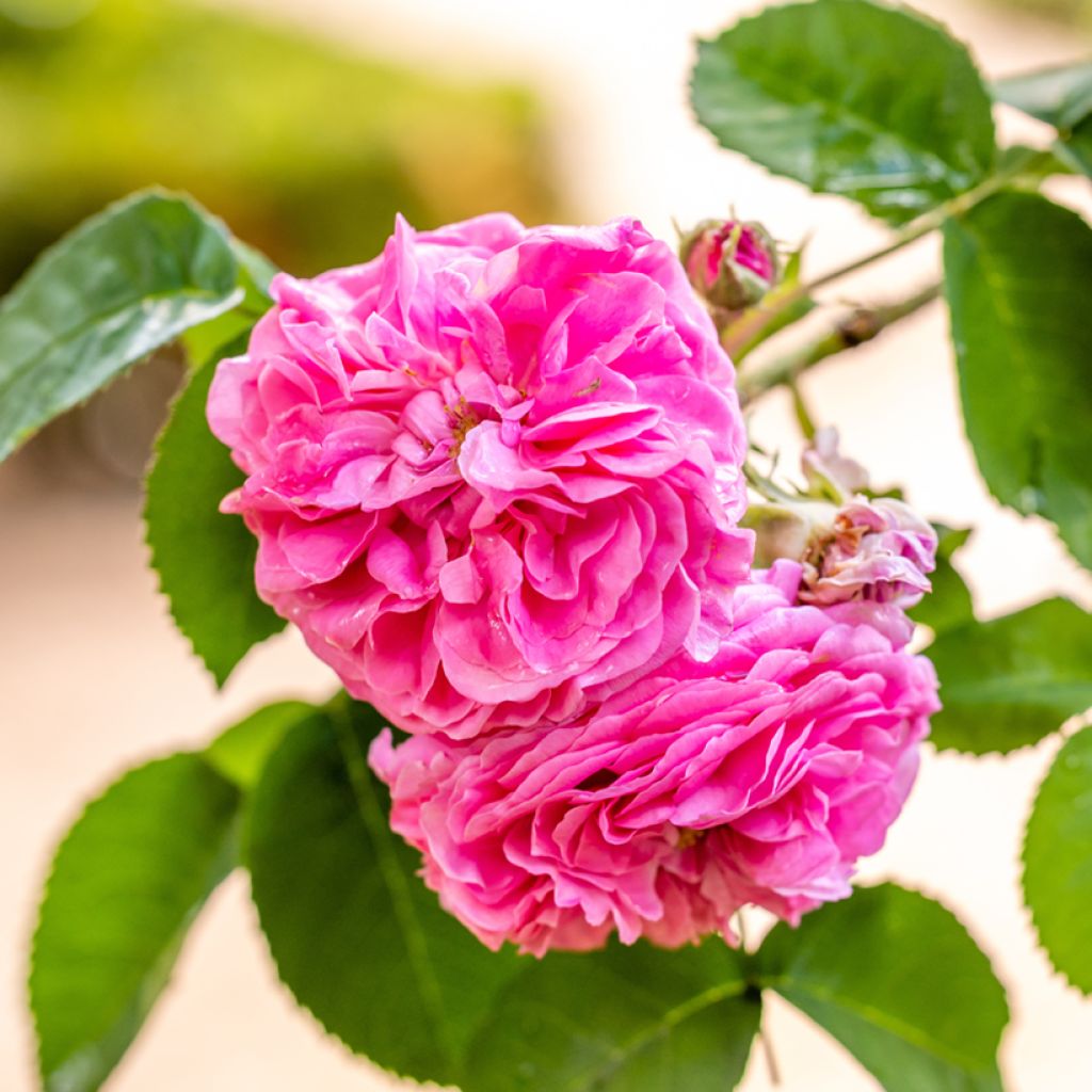 Roseira antiga Mrs. John Laing