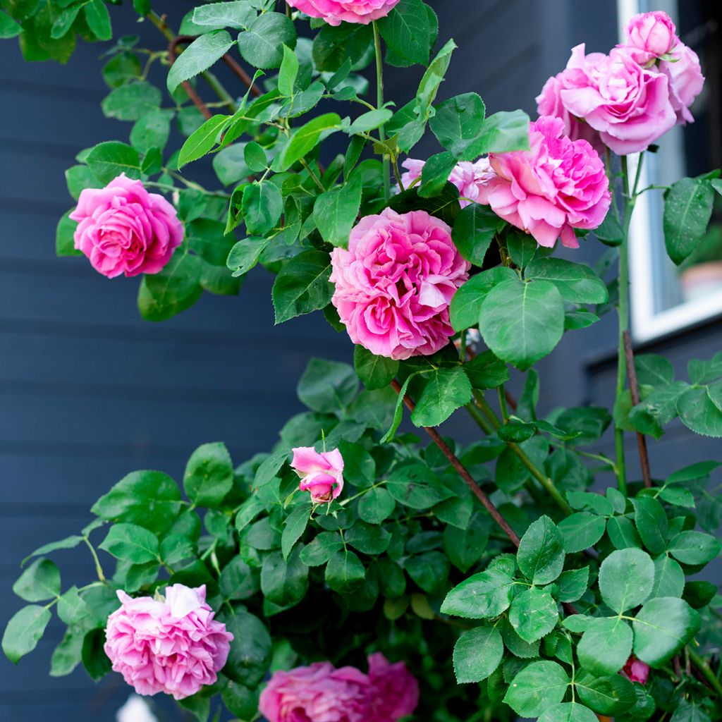 Roseira antiga Paul Neyron