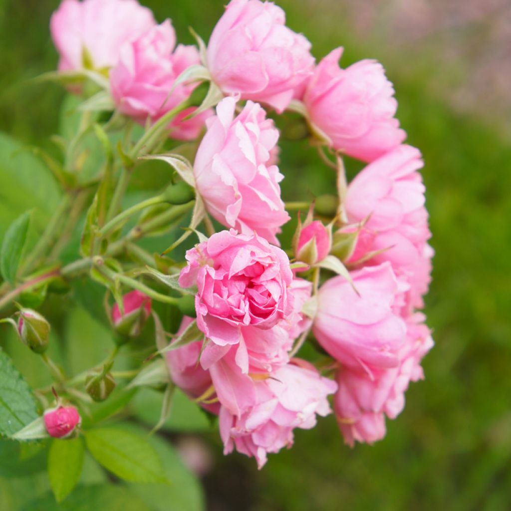 Roseira antiga Pink Grootendorst