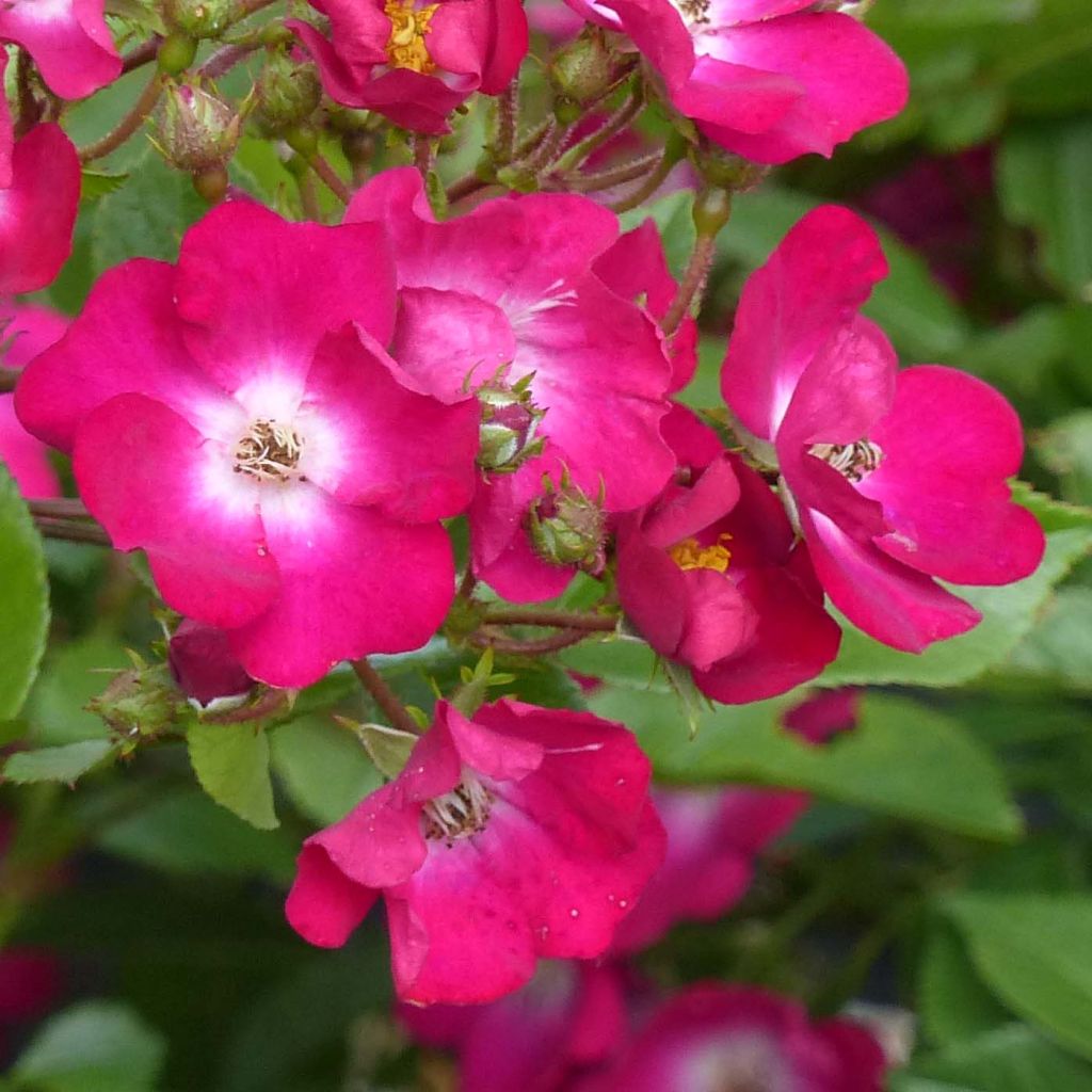 Roseira antiga Red Ballerina