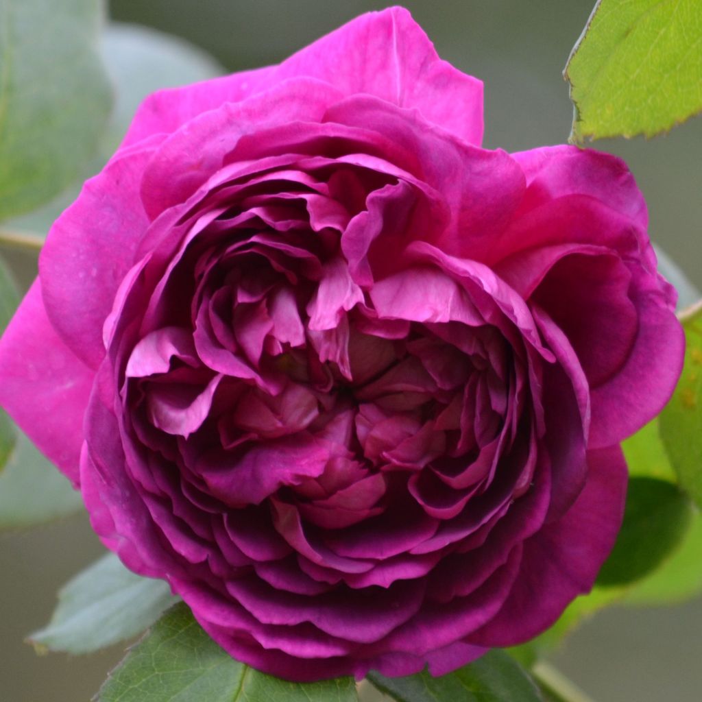 Roseira antiga Reine des Violettes