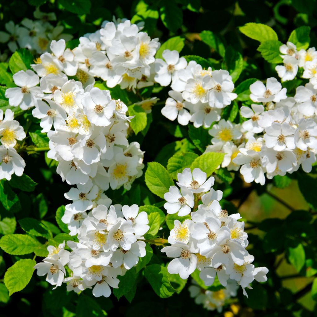 Roseira antiga Sally Holmes