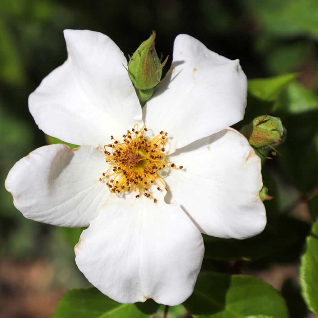 Roseira antiga Sally Holmes