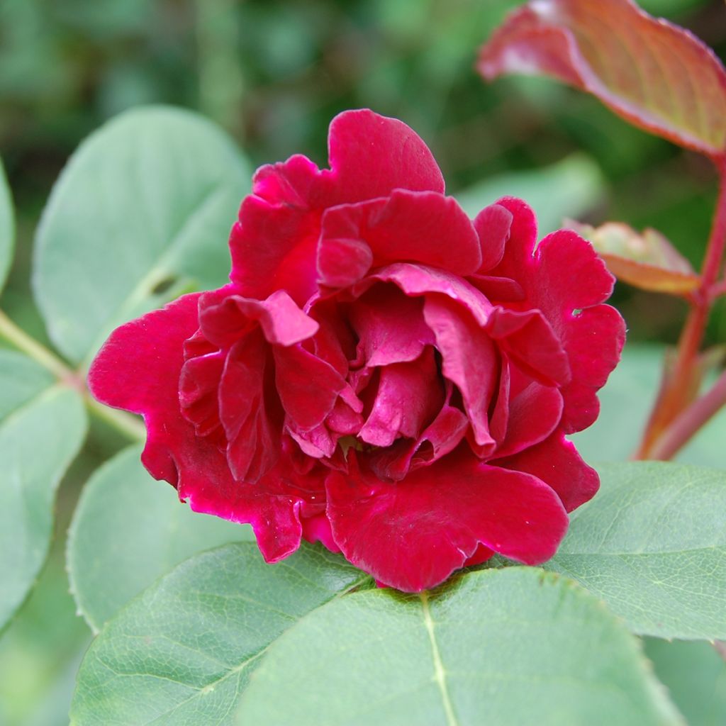 Roseira antiga Souvenir du Docteur Jamain