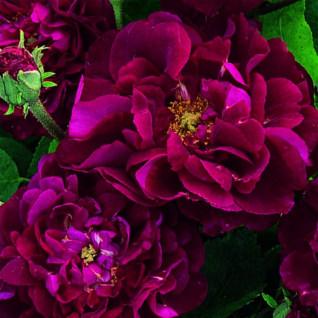 Rosa gallica Tuscany Superb