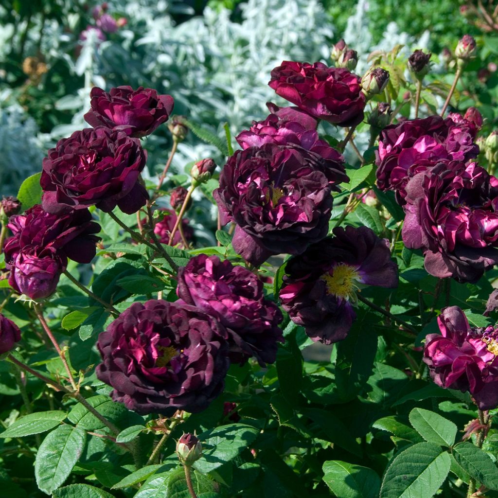 Rosa gallica Tuscany Superb