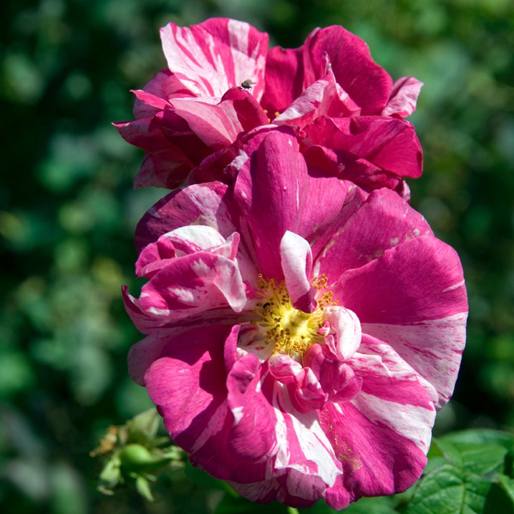 Roseira antiga gallica Mundi