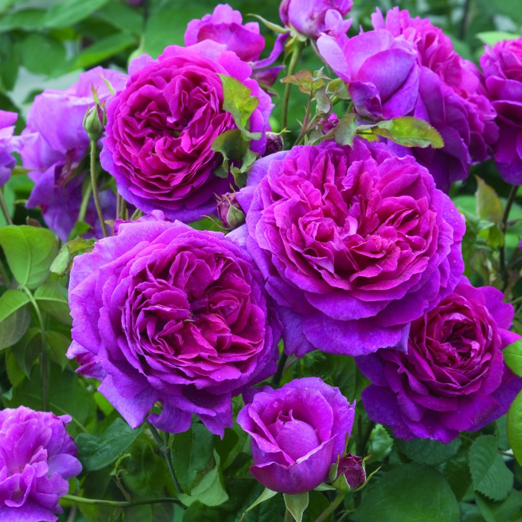 Rosier anglais David Austin Young Lycidas® -  Ausvibrant