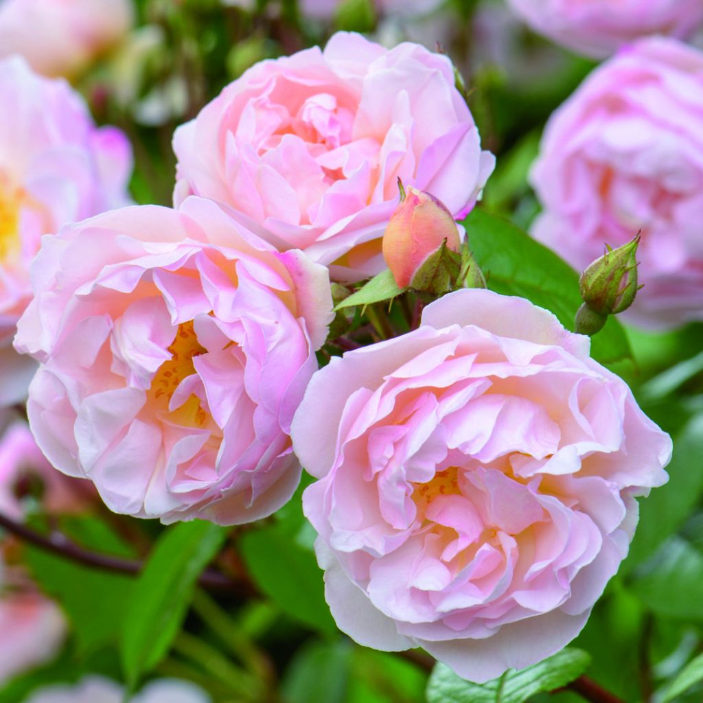 Roseira inglesa The Lady of the Lake