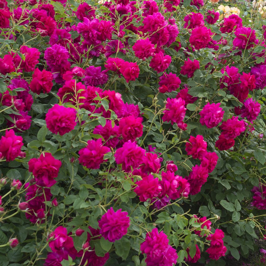 Roseira inglesa Thomas à Becket