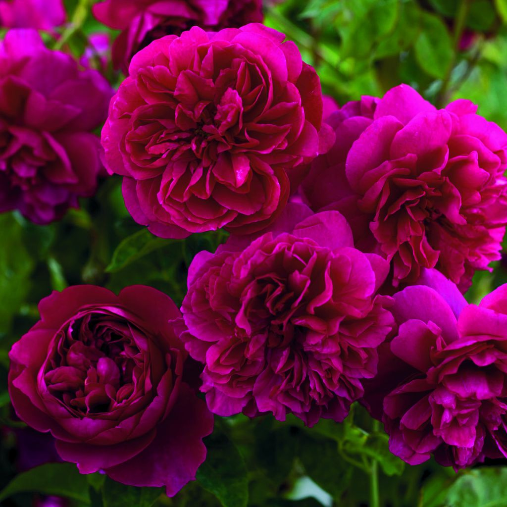 Roseira inglesa Thomas à Becket