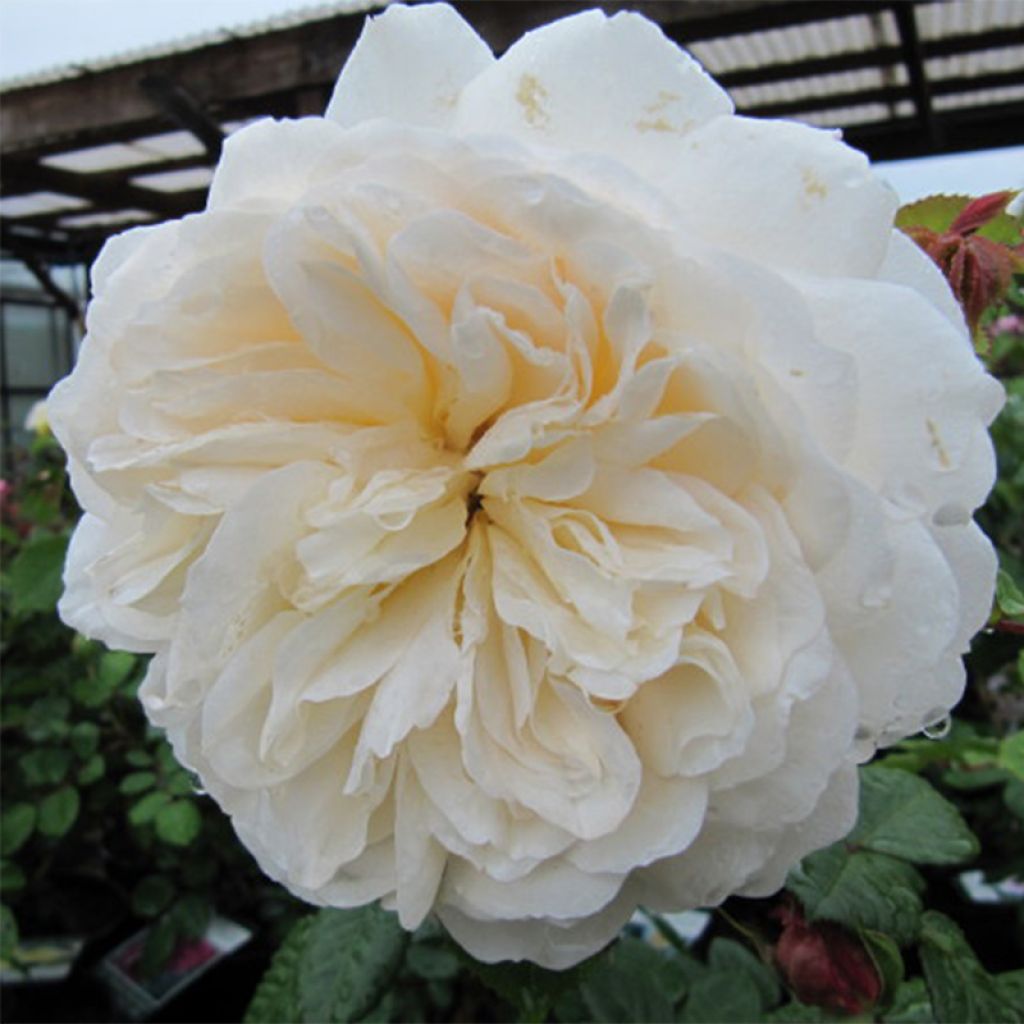 Roseira inglesa Tranquility