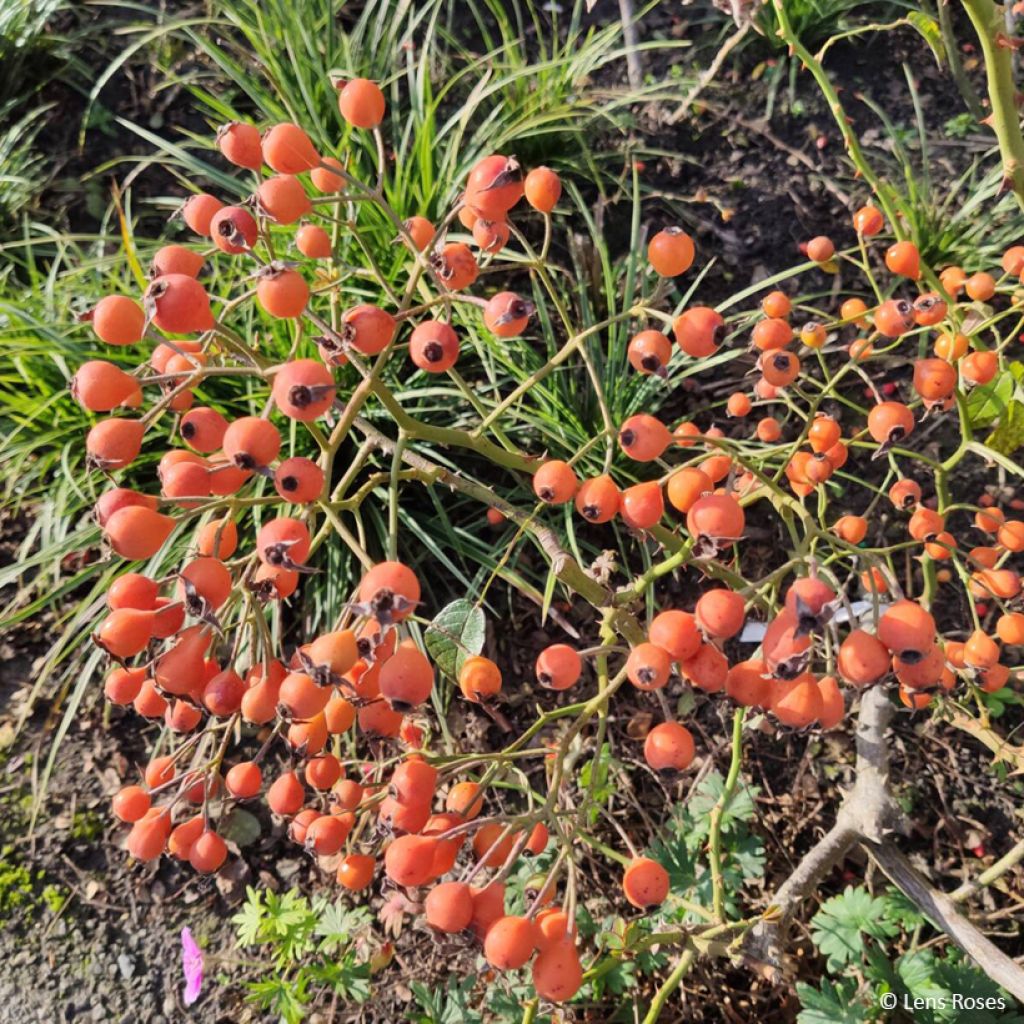 Roseira arbustiva Kathleen