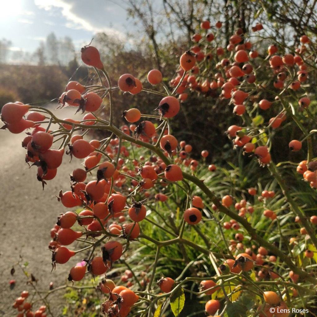 Roseira arbustiva Kathleen