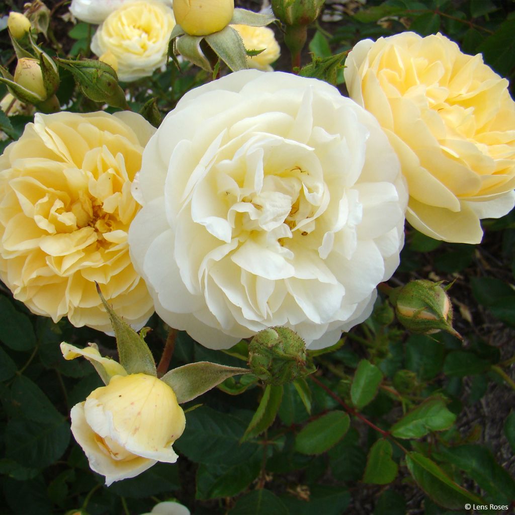 Roseira arbustiva La feuillerie