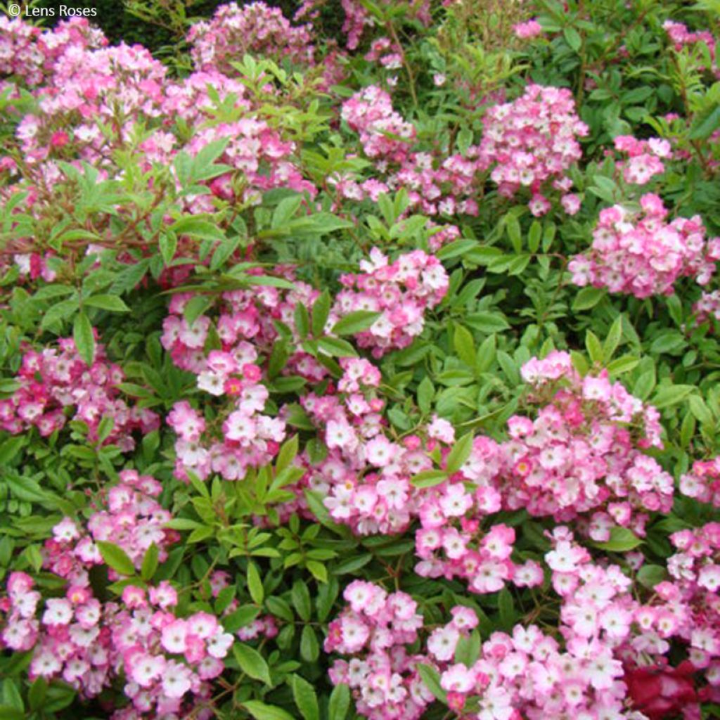 Roseira arbustiva Magie d'orient