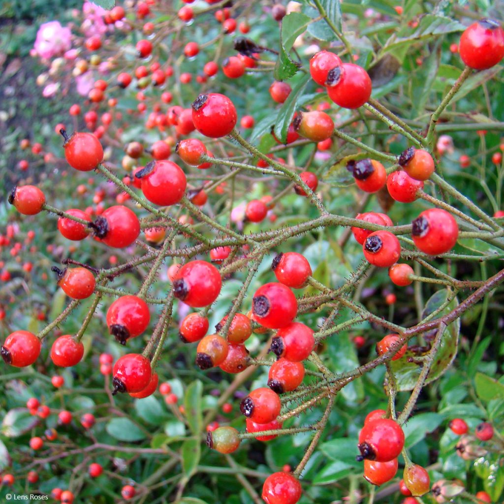 Roseira arbustiva Millie Fleur