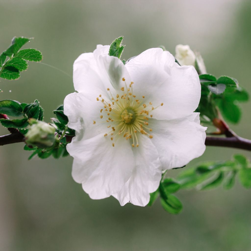 Roseira arbustiva Nevada