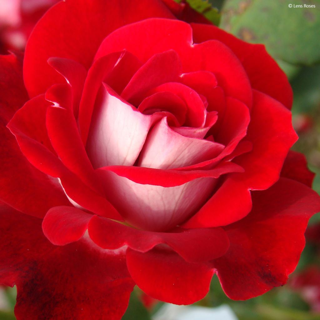 Roseira arbustiva Pirouette