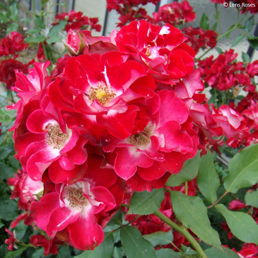 Roseira arbustiva Pirouette