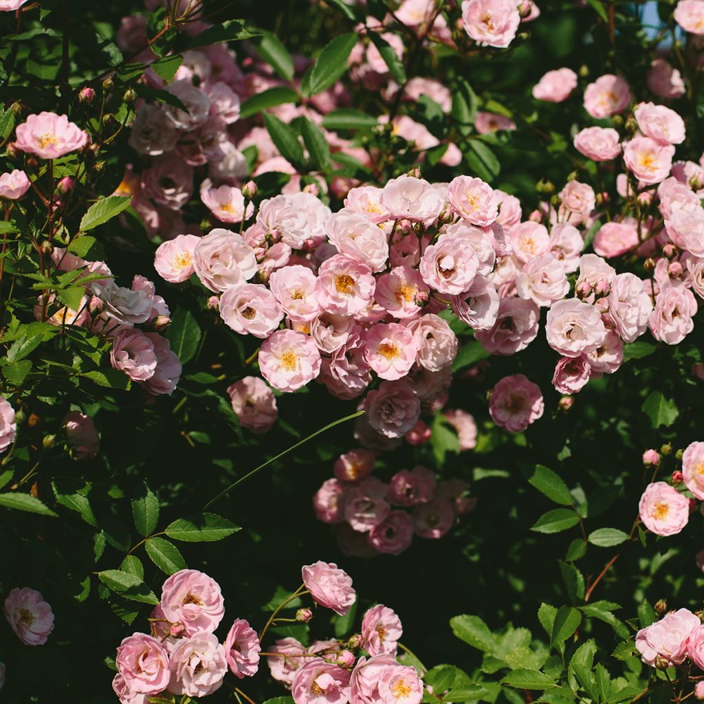 Roseira arbustiva Queen of the Musks