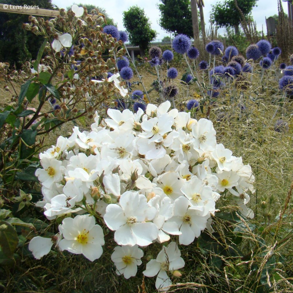Roseira arbustiva Rosalita