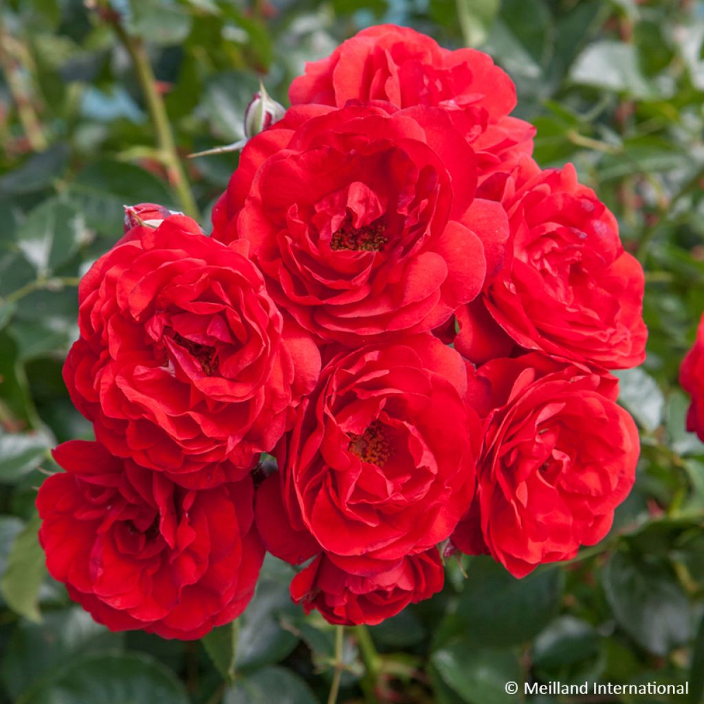 Roseira arbustiva Scarlet Bonica