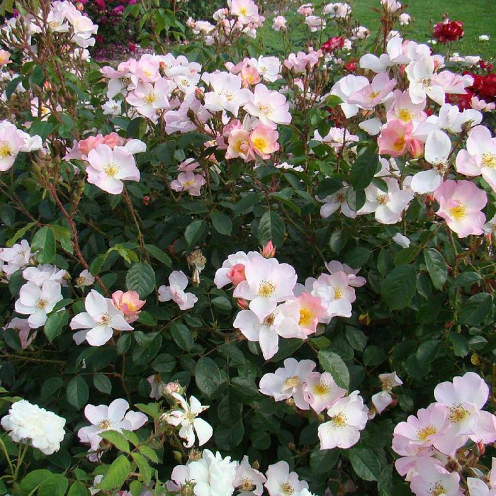 Rosier arbustif Smarty