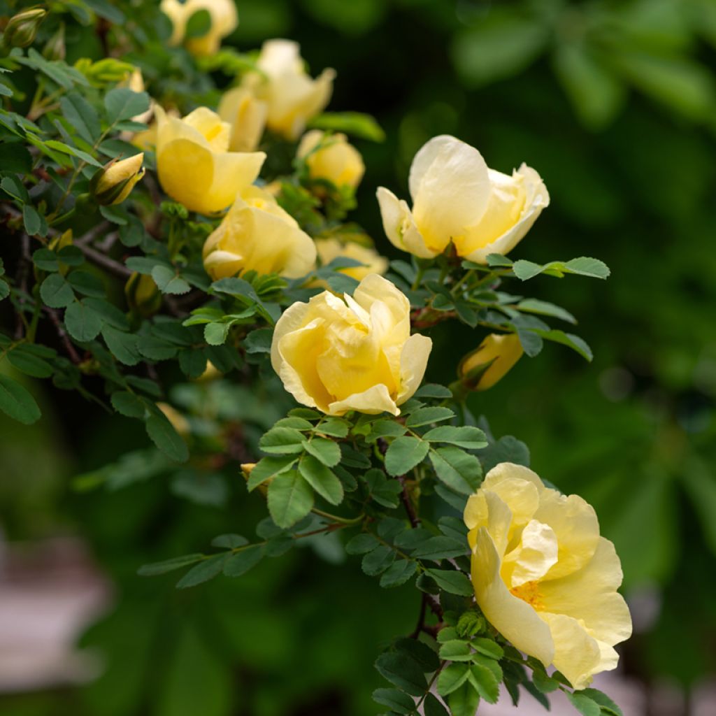 Rosa hugonis - Roseira brava