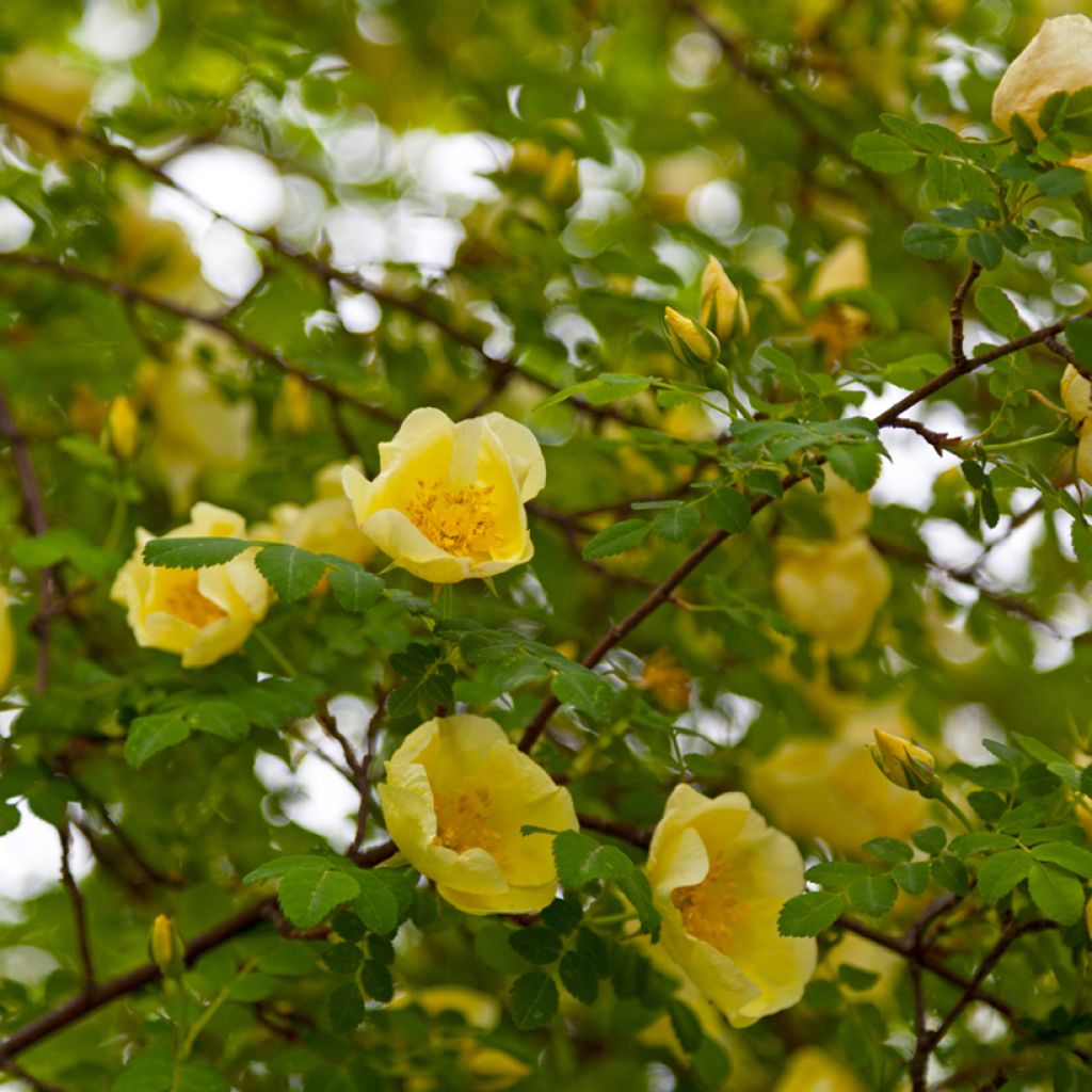 Rosa hugonis - Roseira brava