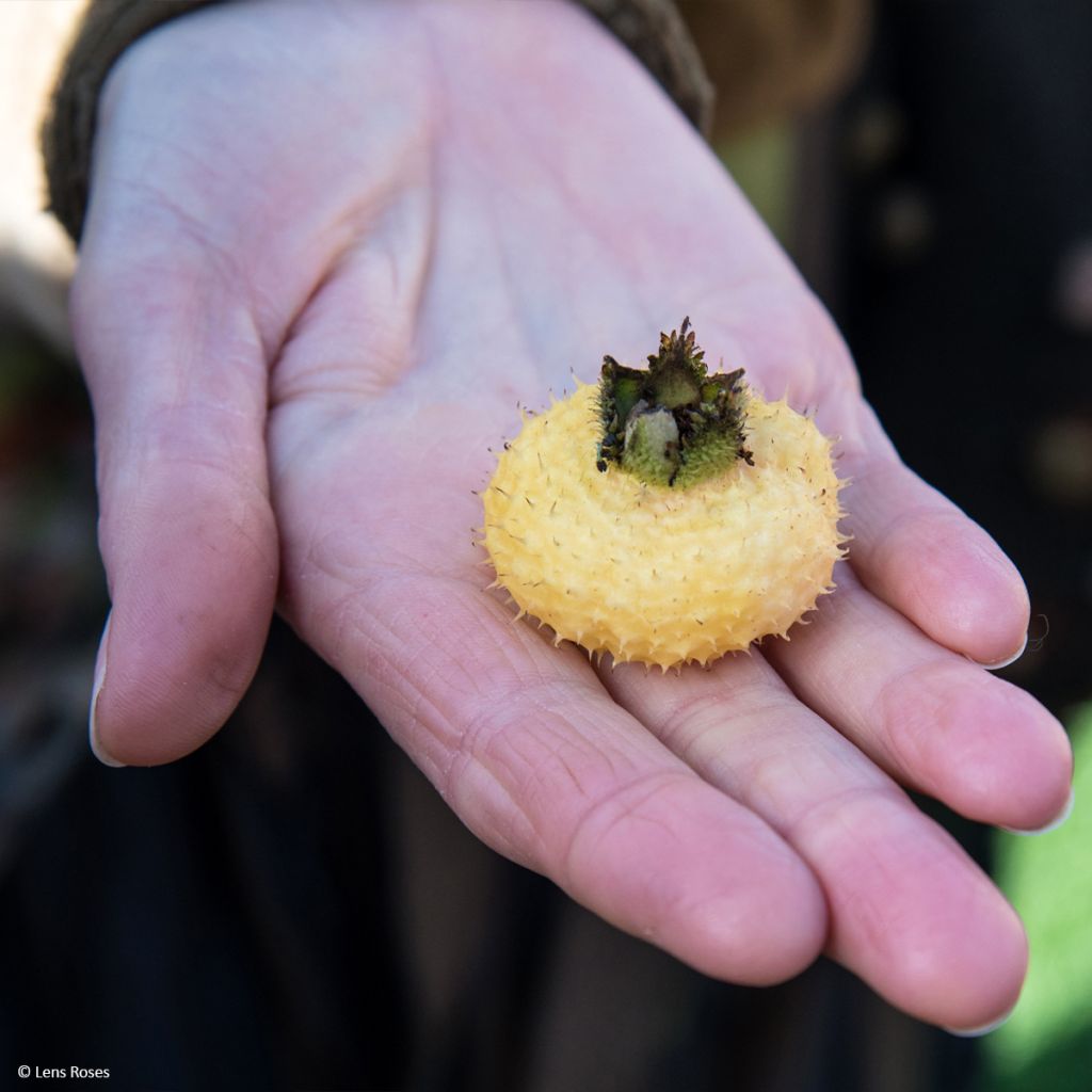 Roseira brava Lampion