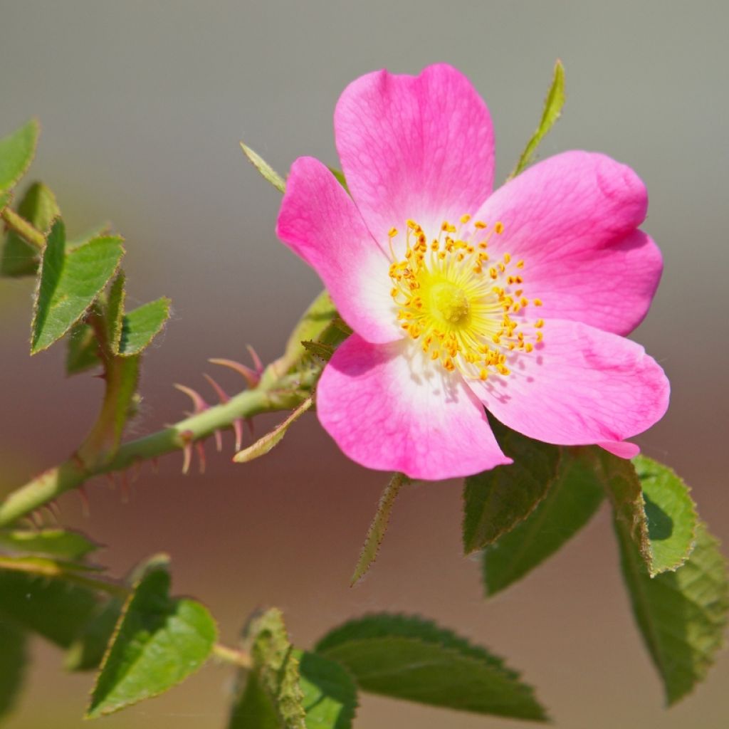 Rosa canina  - Roseira brava