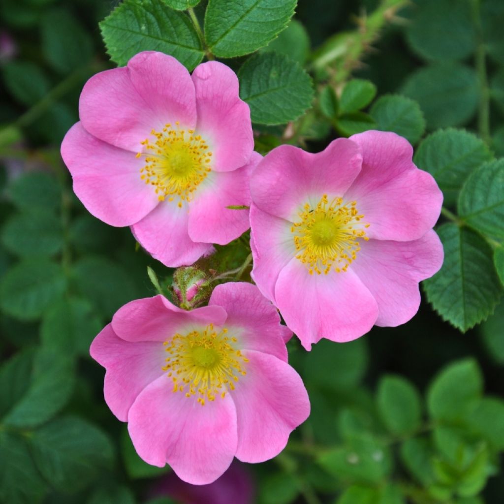 Rosa canina  - Roseira brava