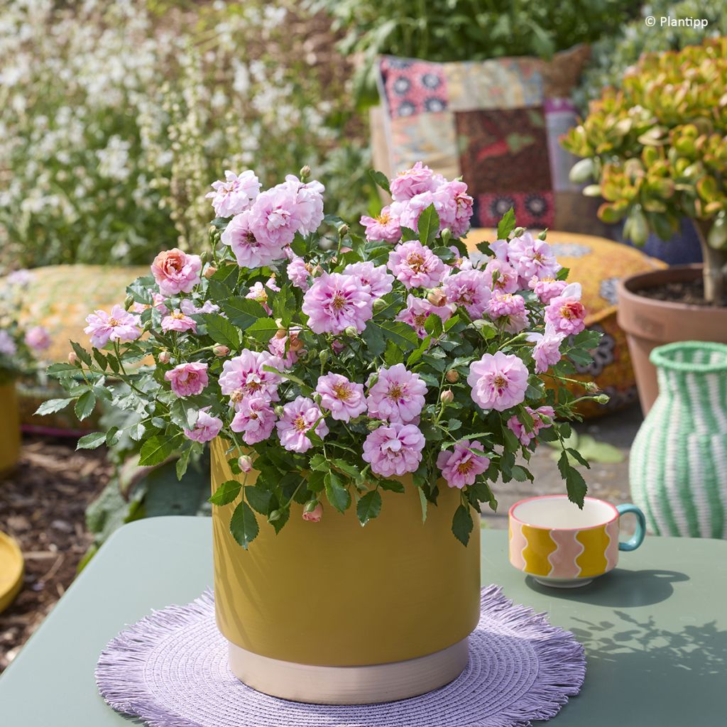 Roseira miniatura Amirose