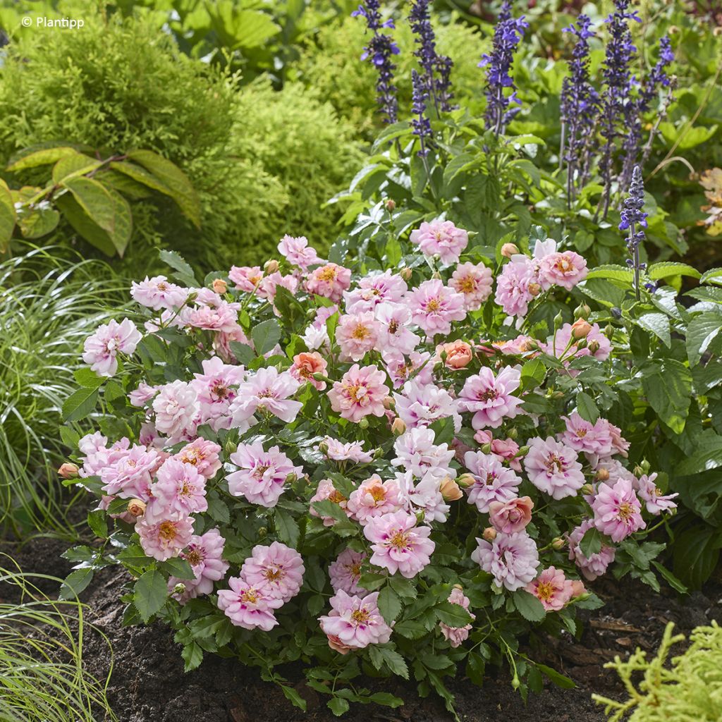 Roseira miniatura Amirose