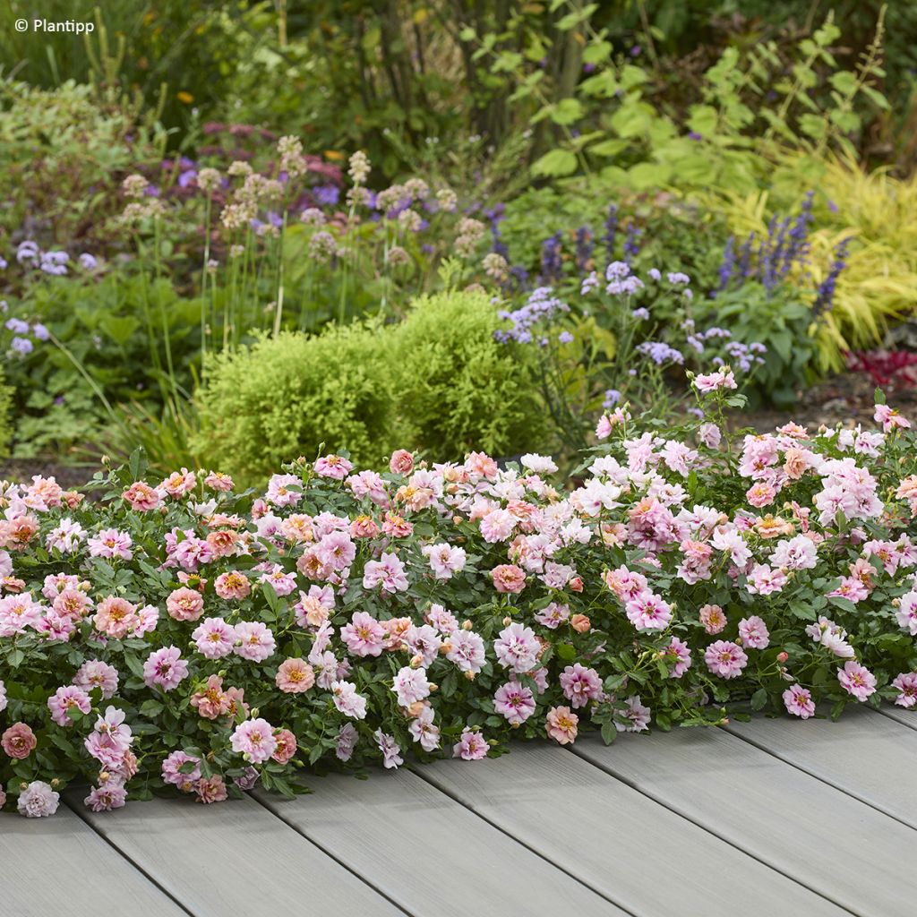 Roseira miniatura Amirose