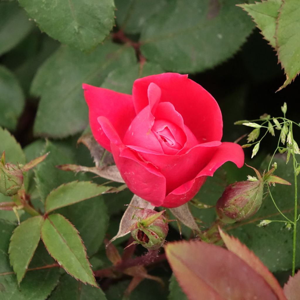 Roseira miniatura Double Knock Out