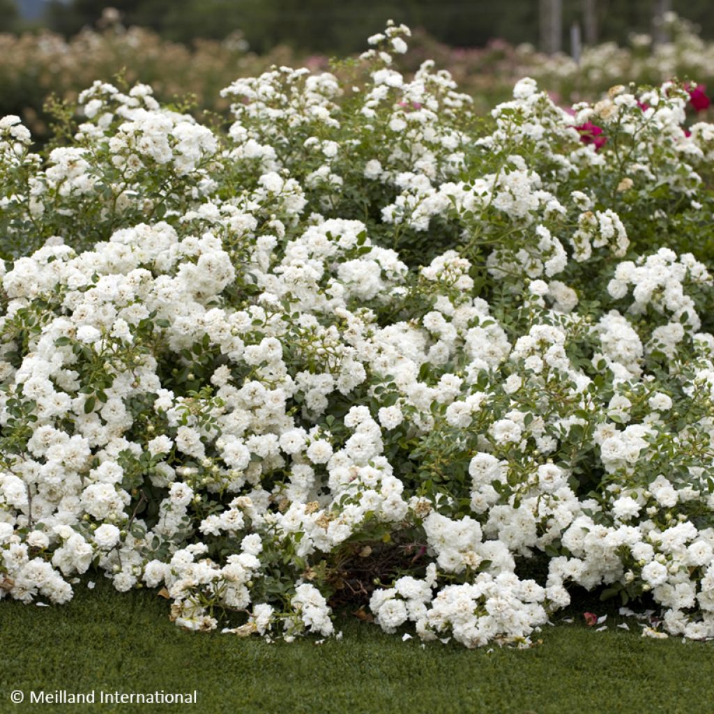 Roseira miniatura Icy Drift