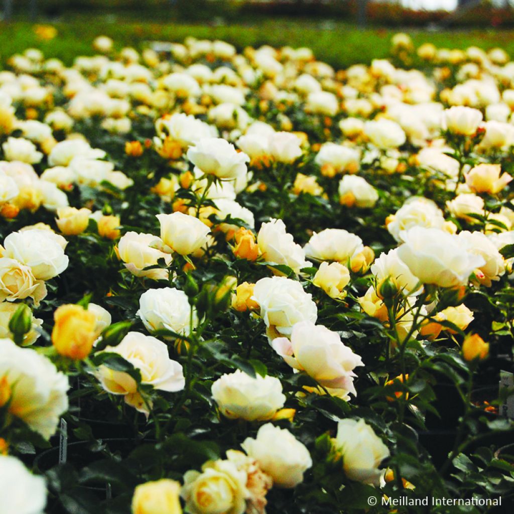 Roseira miniatura Popcorn Drift