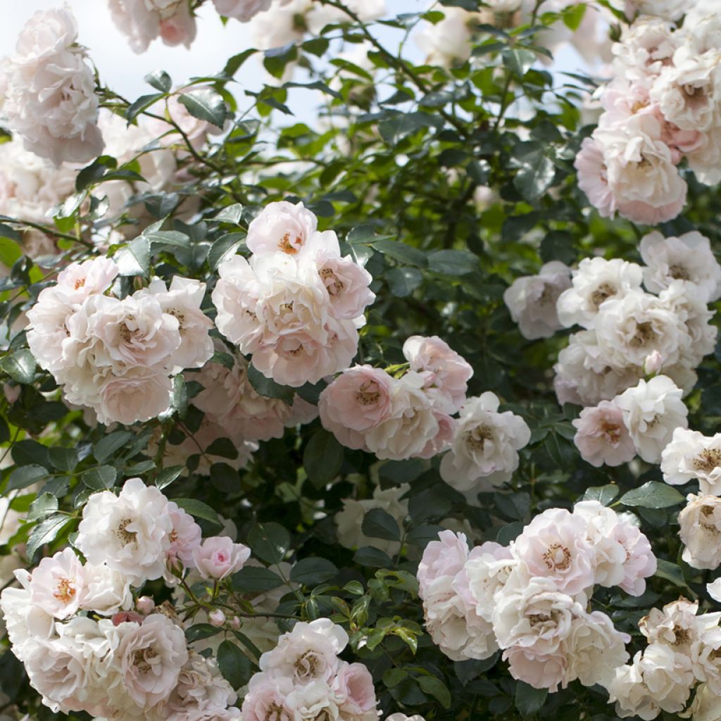 Roseira miniatura Swany