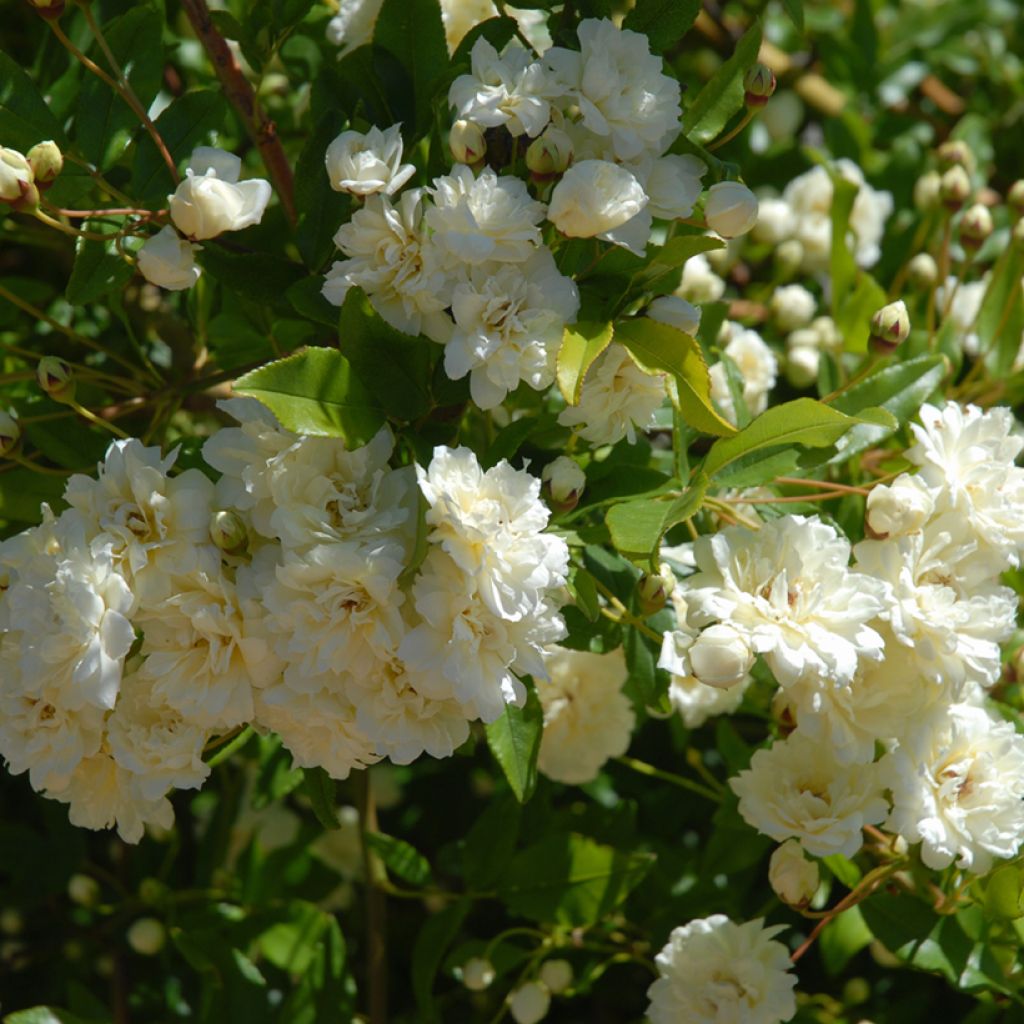 Rosa banksiae var. banksiae Alba Plena - Roseira de Banks