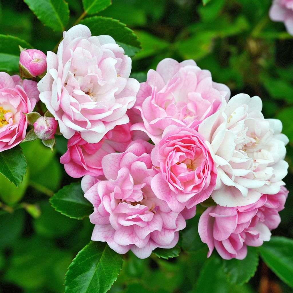 Rosa banksiae Rosea - Roseira de Banks