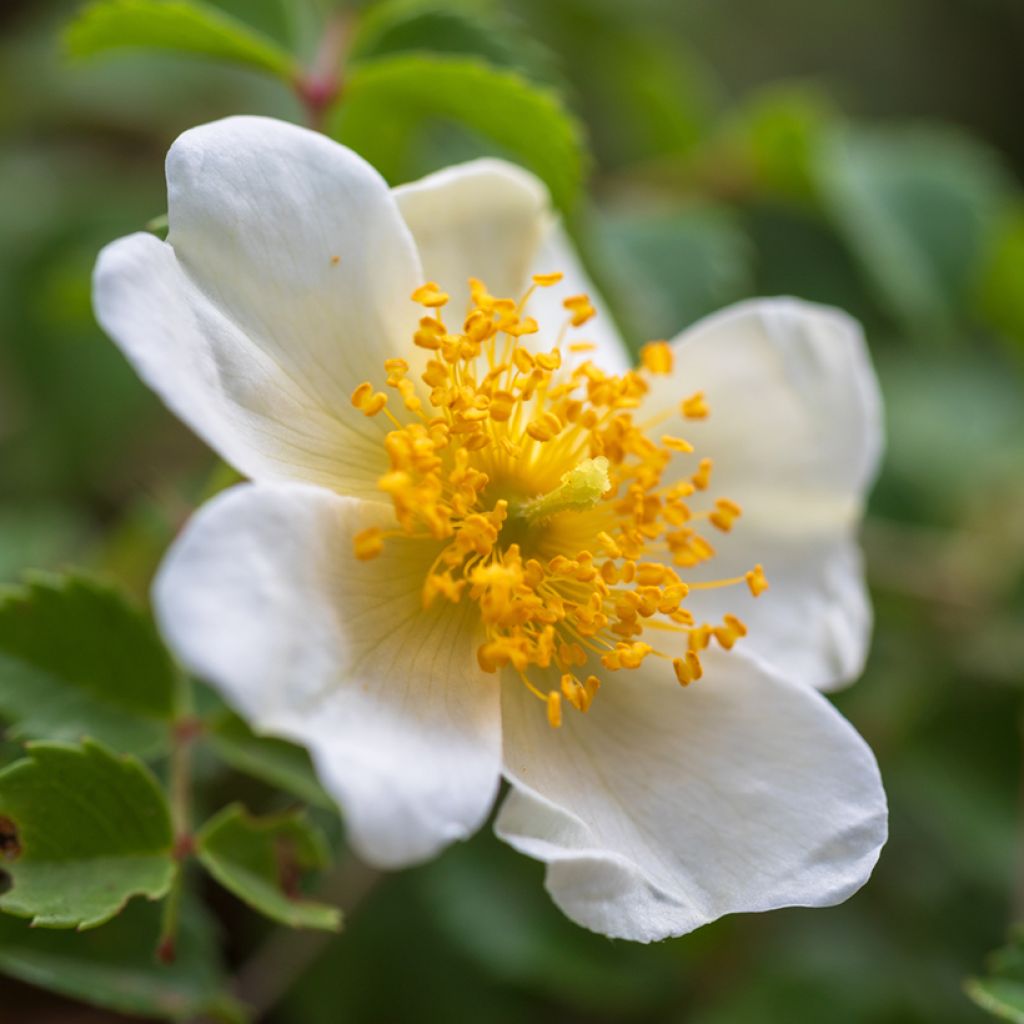 Rosa arvensis  - Roseira selvagem