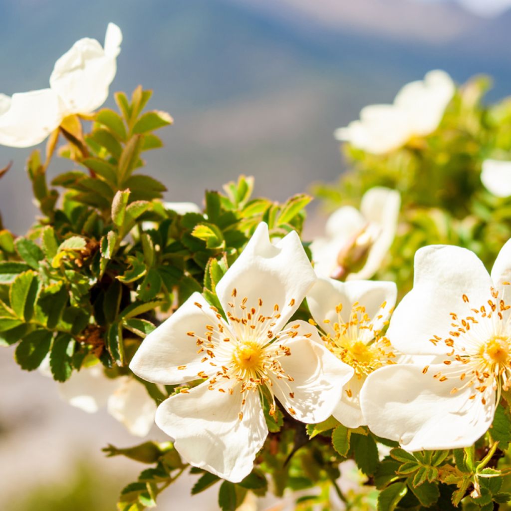 Rosa arvensis  - Roseira selvagem