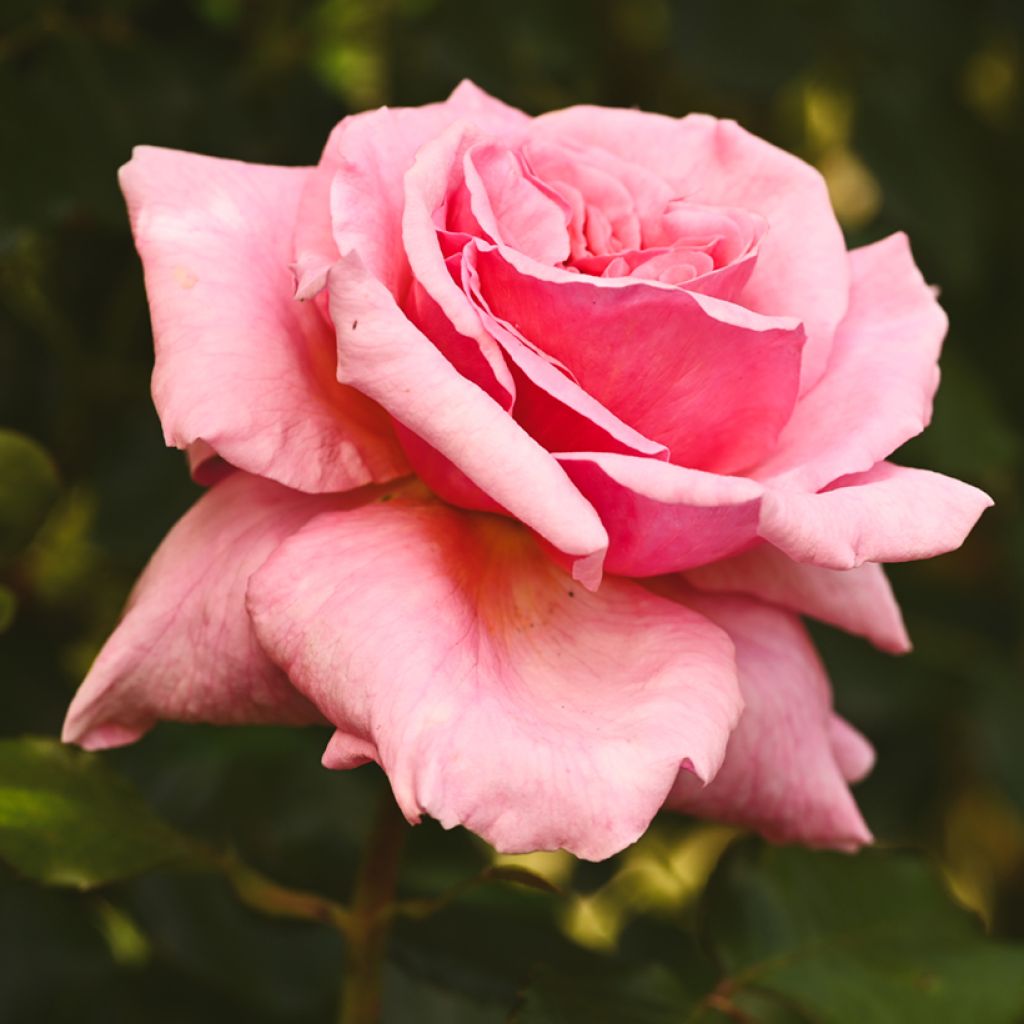 Roseira trepadeira Climbing Max Aloha