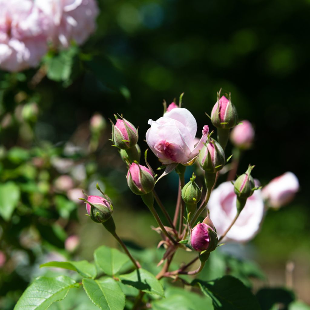 Roseira trepadeira Blush Noisette
