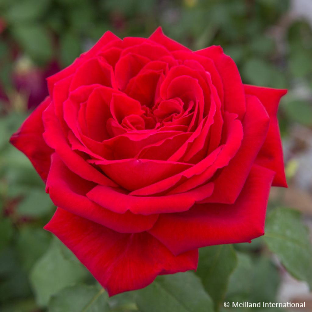 Roseira trepadeira BOTERO