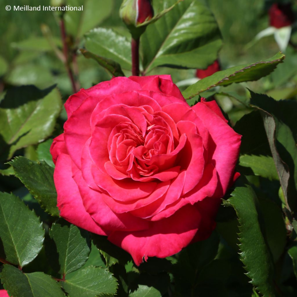 Roseira trepadeira Cherry Explosion