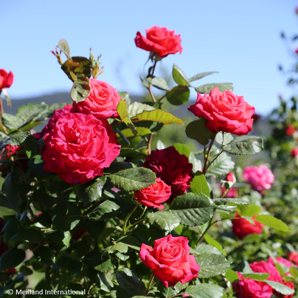 Roseira trepadeira Cherry Explosion